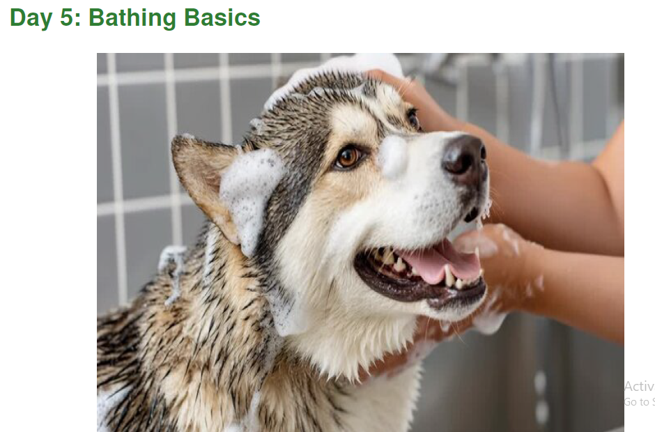 Day 5 bathing basics page thumbnail showing dog bath routine