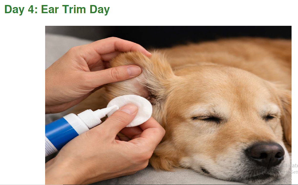 Day 4 ear care page thumbnail showing dog ear cleaning
