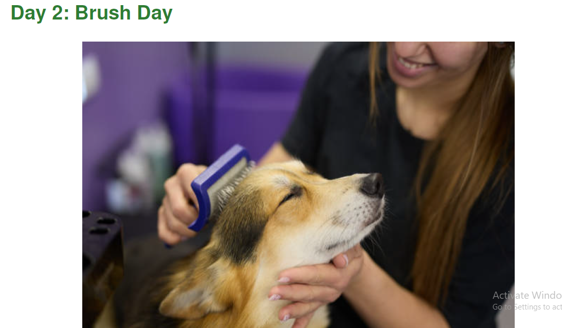 Day 2 brush day page thumbnail showing dog brushing routine
