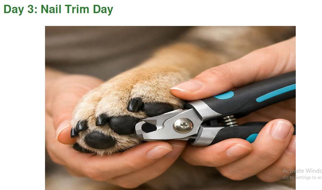 Day 3 nail trim page thumbnail showing safe dog nail care