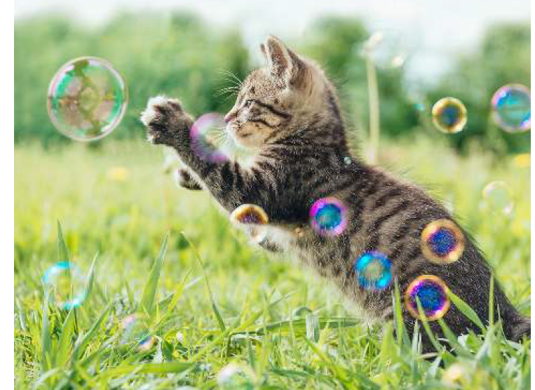 Day 5 bubble chasing fun cat enrichment activity
