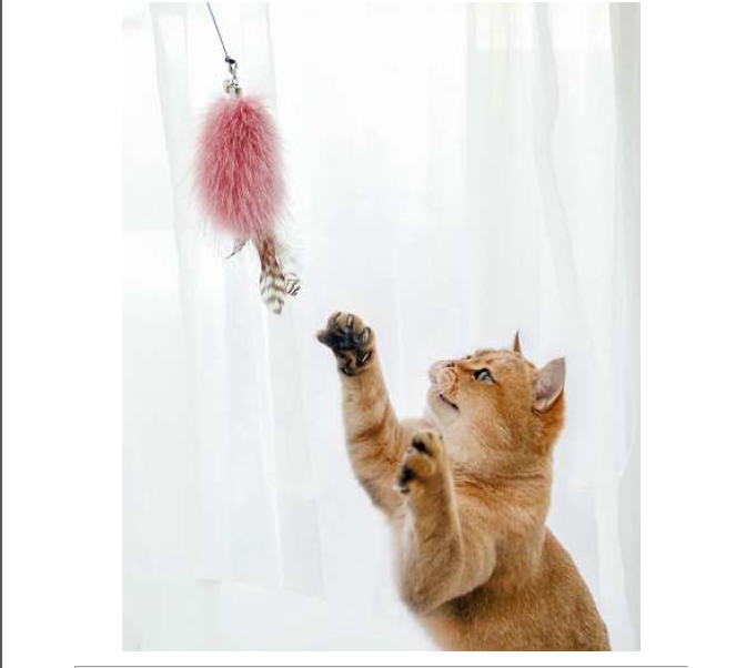 Day 1 wand toys and feather teasers cat enrichment activity