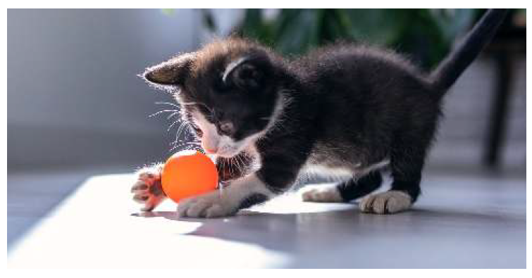 Day 3 game of fetch cat enrichment activity
