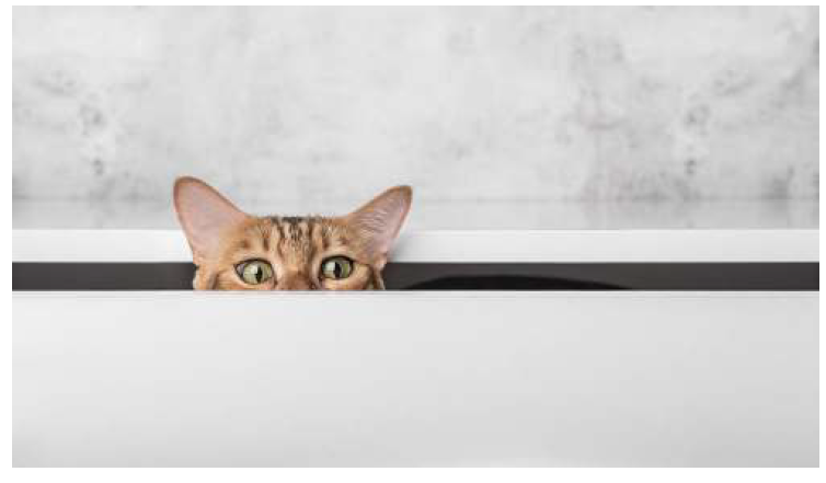 Day 4 hide and seek adventure cat enrichment activity