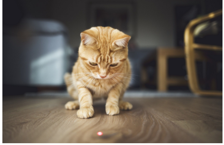 Day 2 laser pointer chase cat enrichment activity