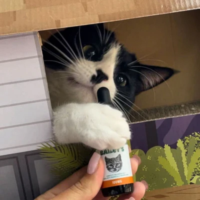 Bailey's CBD cat oil immunity booster