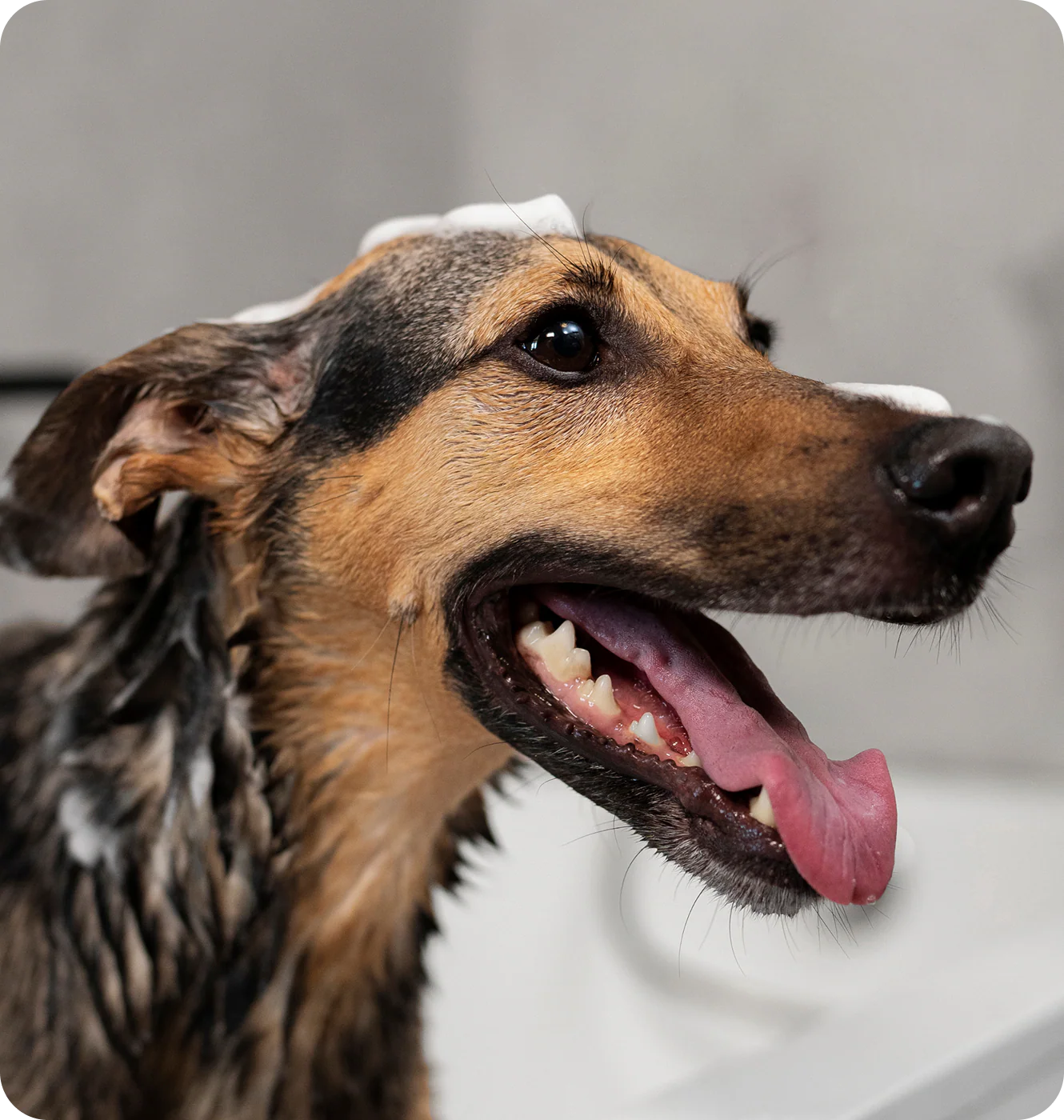Ruff Greens skin itching relief shampoo dog